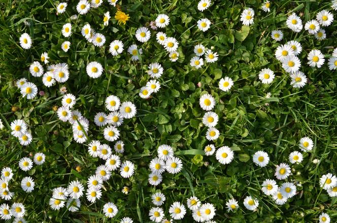 Stokrotka (Bellis perennis)