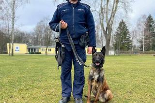 Szewron dołączył do grona policjantów. To zawodowiec do zadań specjalnych na czterech łapach