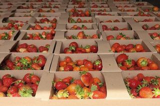 Na plantacji pod Bydgoszczą można kupić truskawki za pół ceny! A jak ktoś sam zerwie, będzie miał jeszcze taniej!