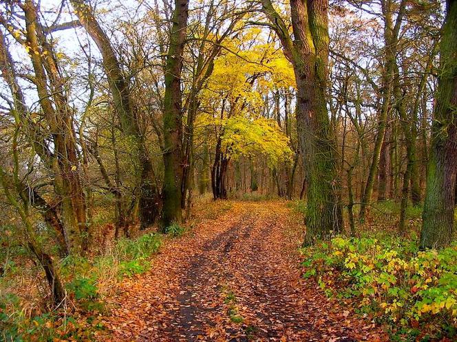Las Nadodrzański