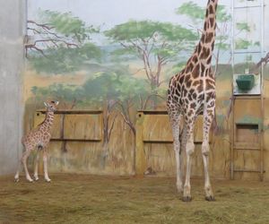 Żyrafka w zamojskim zoo