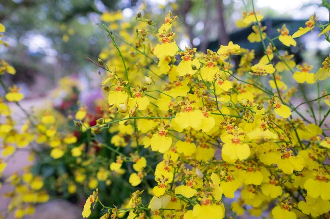 Storczyk Oncidium