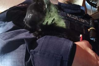 Mikołajki. Kot utknął w kominie. Nie chciał współpracować ze strażakami [ZDJĘCIA]