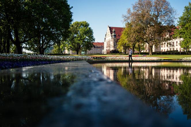 Tulipany w parku Adama Mickiewicza