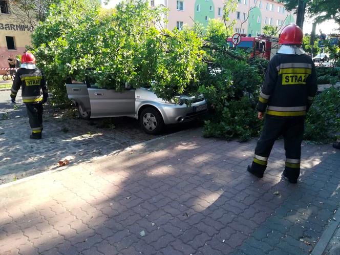 Zrobiony w żołądź