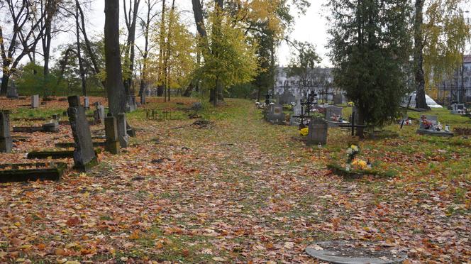 To prawdopodobnie najstarsza aleja drzew w Olsztynie. Znajduje się na cmentarzu [ZDJĘCIA]