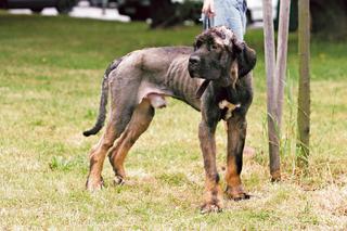 Szok! Muchozolem leczyła psa!