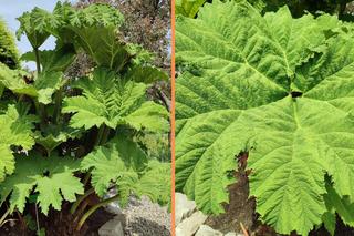 Ale okaz! We Wrocławiu zakwitła wielka gunera. Wygląda jak gigantyczny rabarbar