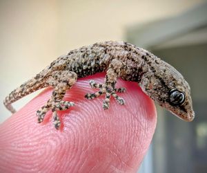 W opakowaniu rukoli znaleziono żywego gekona