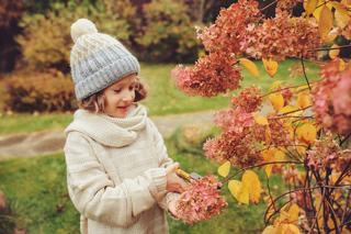 Przycinanie hortensji - czy hortensje przycinać jesienią? Czy ścinać kwiaty hortensji przed zimą?