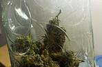 Plantacja marihuany za zamurowaną ścianą. Ogrodnikowi grozi do 10 lat więzienia