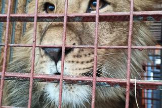 Poznańskie ZOO ratuje dzikie zwierzęta z Ukrainy
