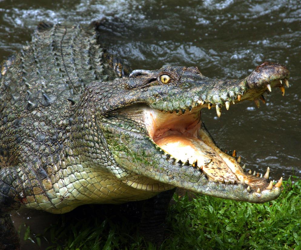 Potworny atak aligatora. Wstrząsające nagranie. Łowili ryby, musieli walczyć o życie