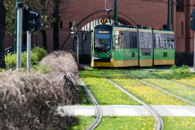 Od września tramwaje wracają na pętle Starołęka