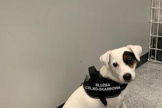 87 tysięcy sztuk papierosów zatrzymane w drodze do Mediolanu