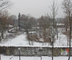 Elka w Parku Śląskim. Widok z góry