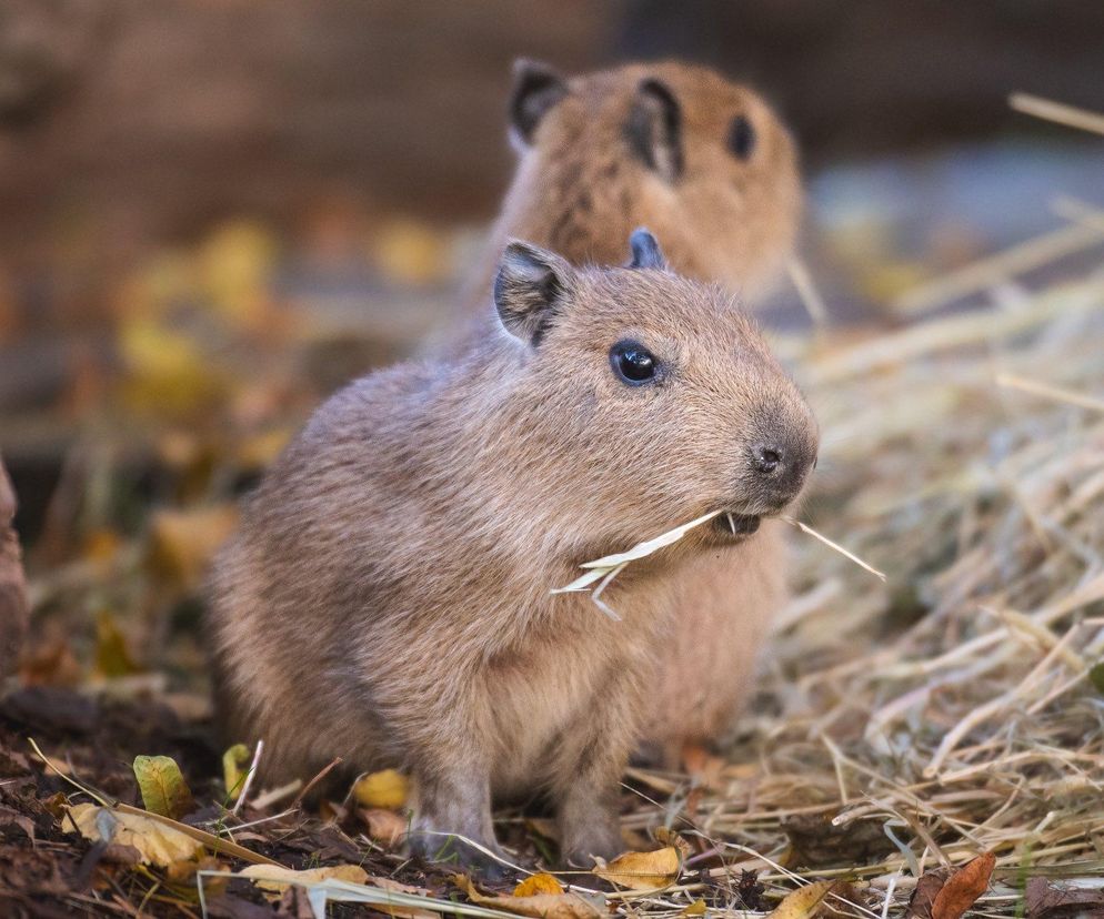 Ale słodziaki! We wrocławskim ZOO urodziły się dwie kapibary 