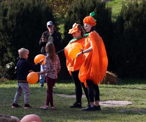 Farma dyń w Lublinie