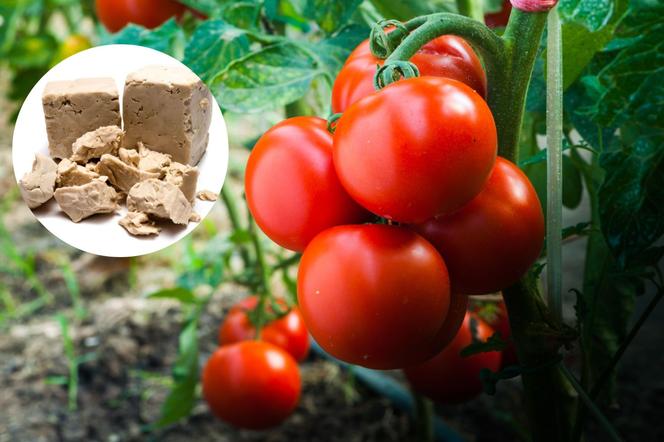 Naturalny nawóz do pomidorów - z czego zrobić i jak stosować? 