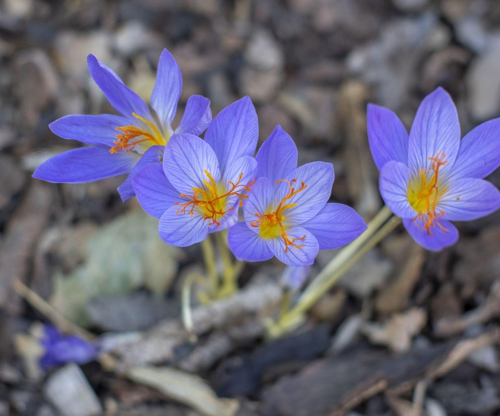 Krokusy jesienne
