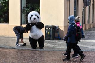 Zakopane ma Chytrego Misia, Toruń Wesołą Pandę, kulturalnie zaczepia turystów