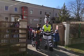 Zebra uczy dzieci przechodzić przez... zebrę