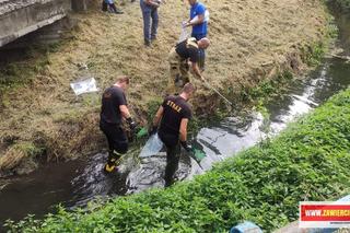 Śnięte ryby na odcinku rzeki Warty w Zawierciu