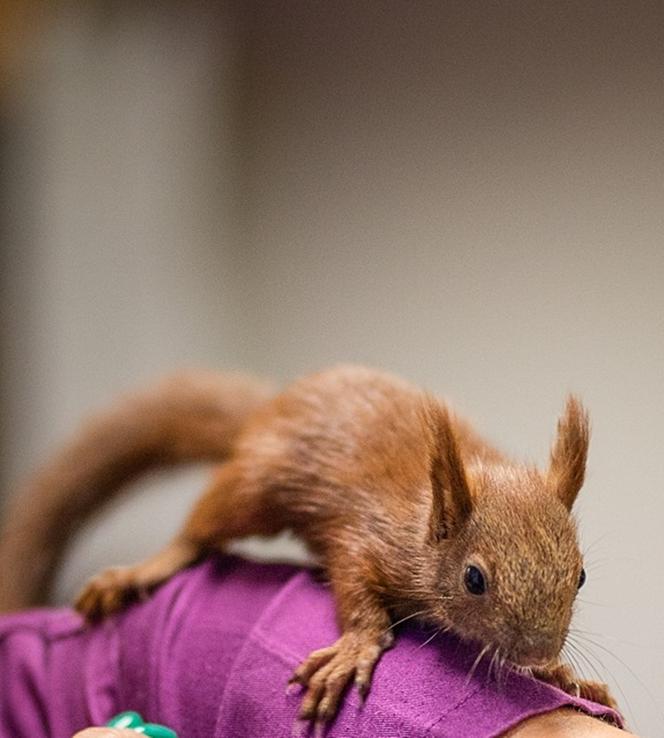 Wielka operacja mikropacjenta