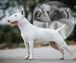 Bulterier zaatakował niemowlę. Już nie ma wątpliwości! Są wyniki sekcji zwłok