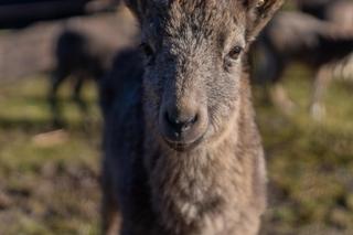 W łódzkim zoo zamieszkały koziorożce syberyjskie