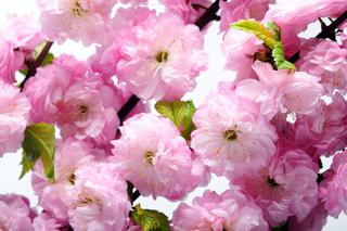 Migdałek trójklapowy – ile razy kwitnie migdałek i kiedy kwitnie? Jak dbać o migdałka, by miał dużo kwiatów?
