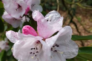 Wiosna w Arboretum Kórnickim