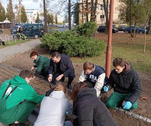 Po raz kolejny zasadzili żonkile. Szkoła na Wacynie wzięła udział w akcji charytatywnej Pola nadziei 