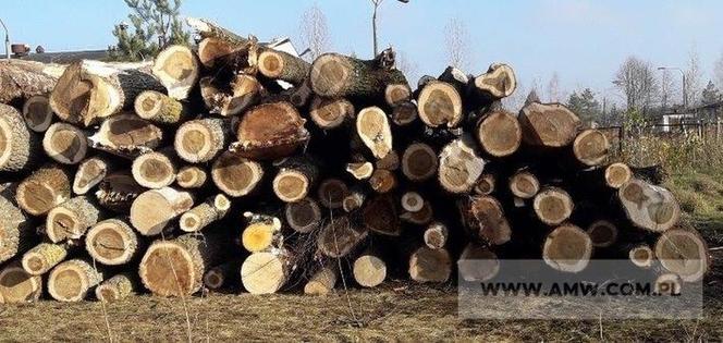 Drewno opałowe liściaste – pakiet w ilości 318,87 m3 (z przewagą topoli w odcinkach 5 mb) 