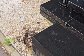 Złodziej na grobie syna Sylwii Peretti. Szok, co zabrał!