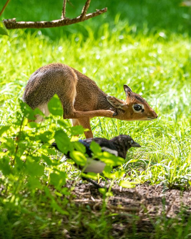 W Orientarium Zoo Łódź urodził się dikdik