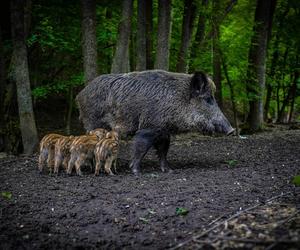 Lepiej nie zbliżać się do samicy z młodymi, bo może być bardzo agresywna 