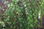 Brzoza czarna 'Summer Cascade'