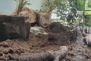 Egzotyczny świat na wyciągnięcie ręki! Zaglądamy do akwarium-terrarium w Myślęcinku