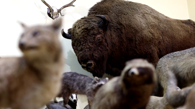 Lublin - Muzeum Zoologiczne i 2 tysiące eksponatów