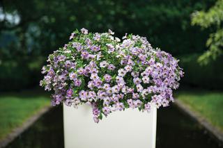 Calibrachoa Chameleon Lavender Sorbet 