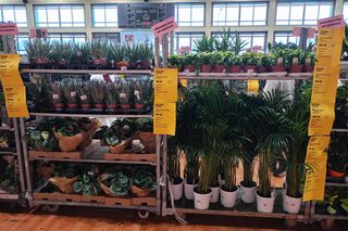 II Festiwal Roślin w Siedlcach odbył się w hali sportowej siedleckiej Samochodówki