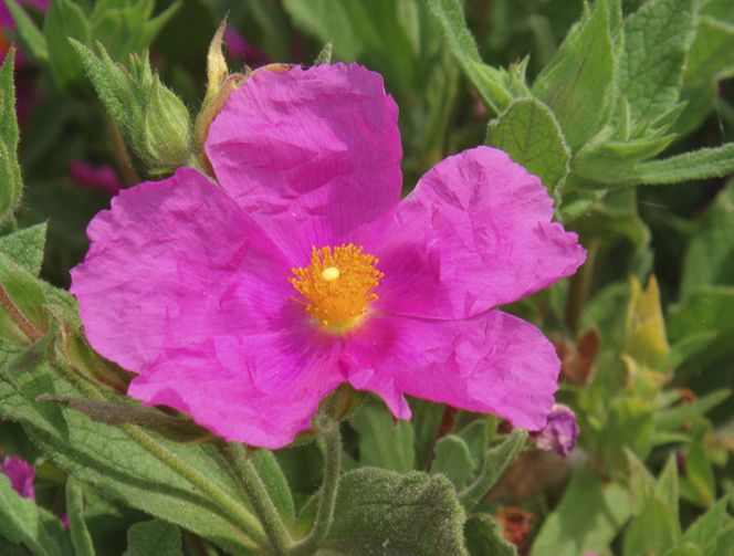 Czystek kreteński - właściwości i działanie