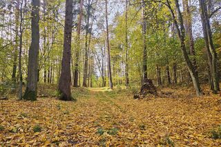 Nie będzie wycinki drzew na ok. 600 tys. hektarów? Resort klimatu akceptuje propozycję Lasów Państwowych