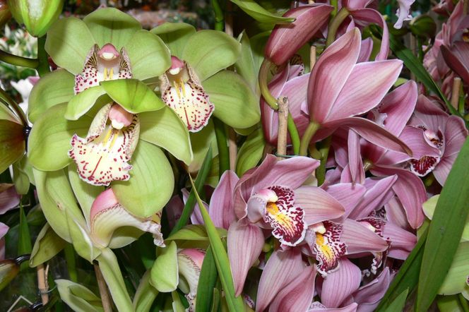 Cymbidium storczyk