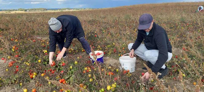 Samozbiory pomidorów na plantacji w Niewirkowie cieszą się powodzeniem