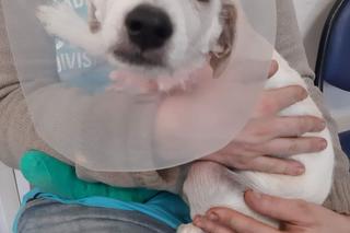 Szczeniak Fado marzy o zdrowych łapkach