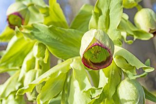 Ciemiernik cuchnący