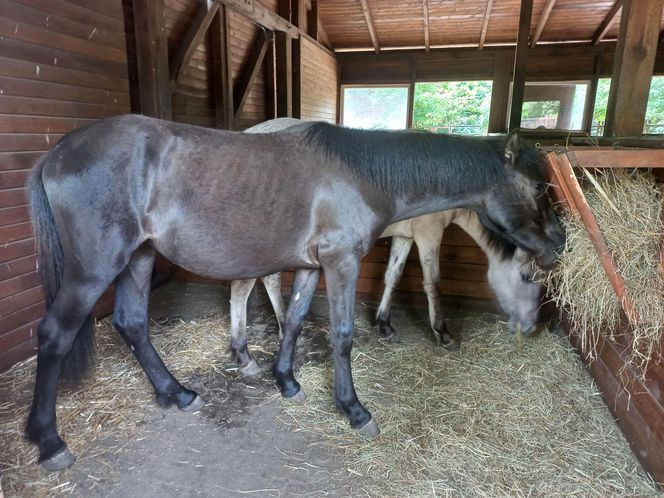 Mini ZOO w Lesznie ma nowych mieszkańców. To owce, konie i osioł