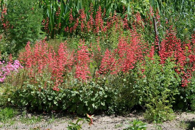 Czerwone kwiaty do ogrodu: żurawka drżączkowata